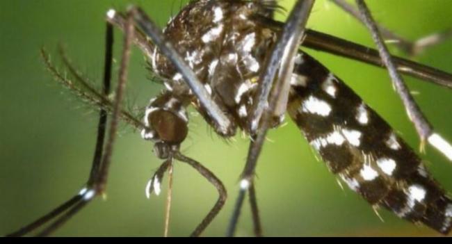 Dengue Cases Exceed 89,000; Death Toll Reaches 64